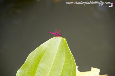 Pink Dragonfly Botanical Gardens Singapore